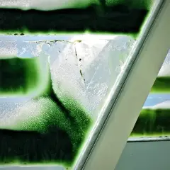 Urban Algae Folly-4.jpeg